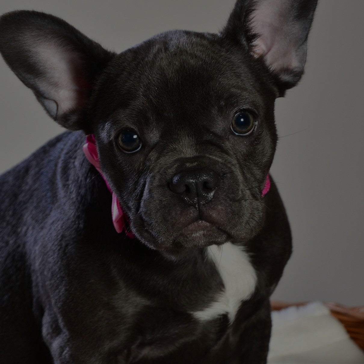 Breed: French Bulldog