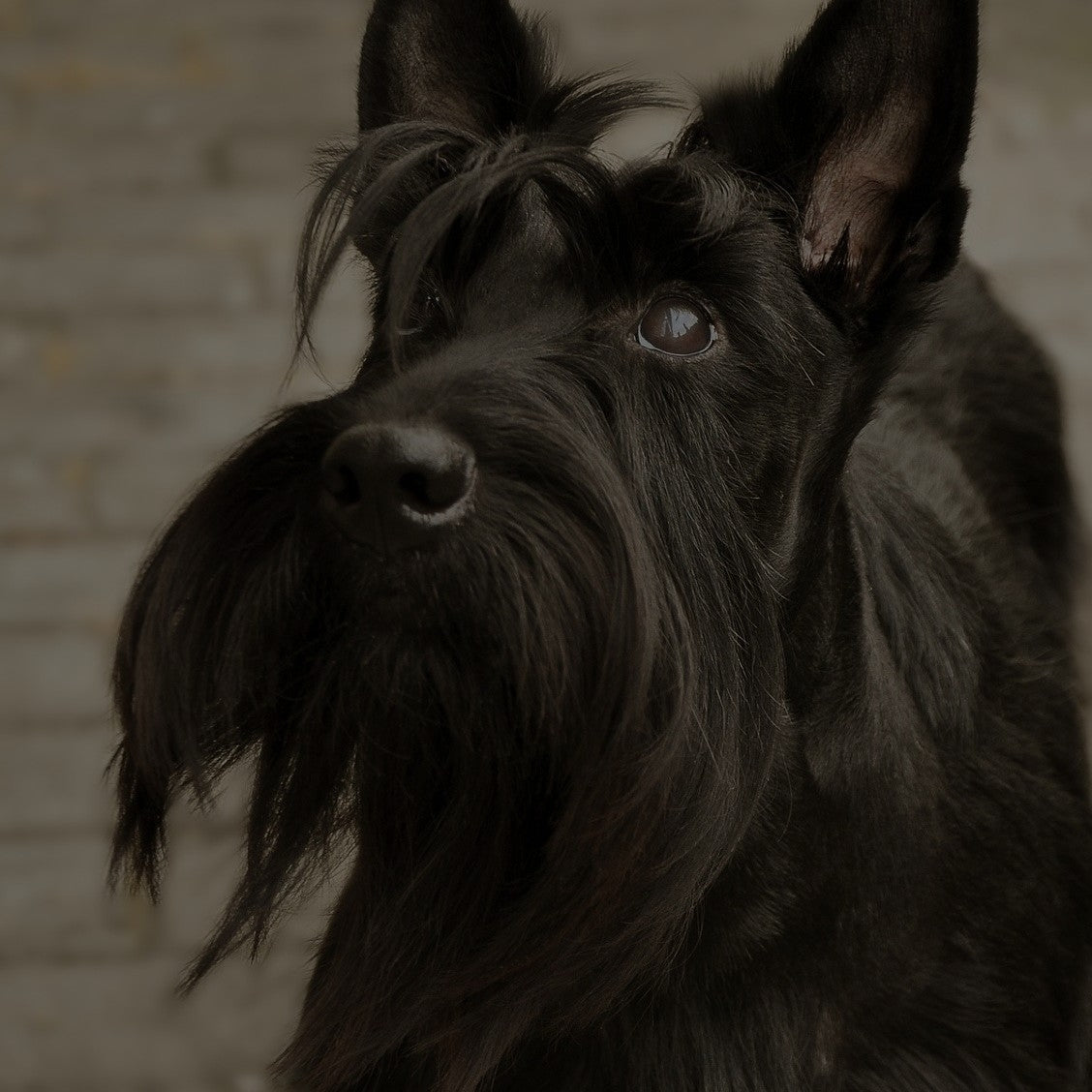 Breed: Scottish Terrier