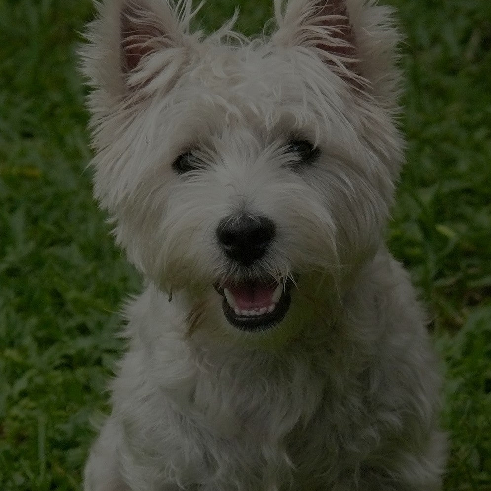 Breed: West Highland Terrier