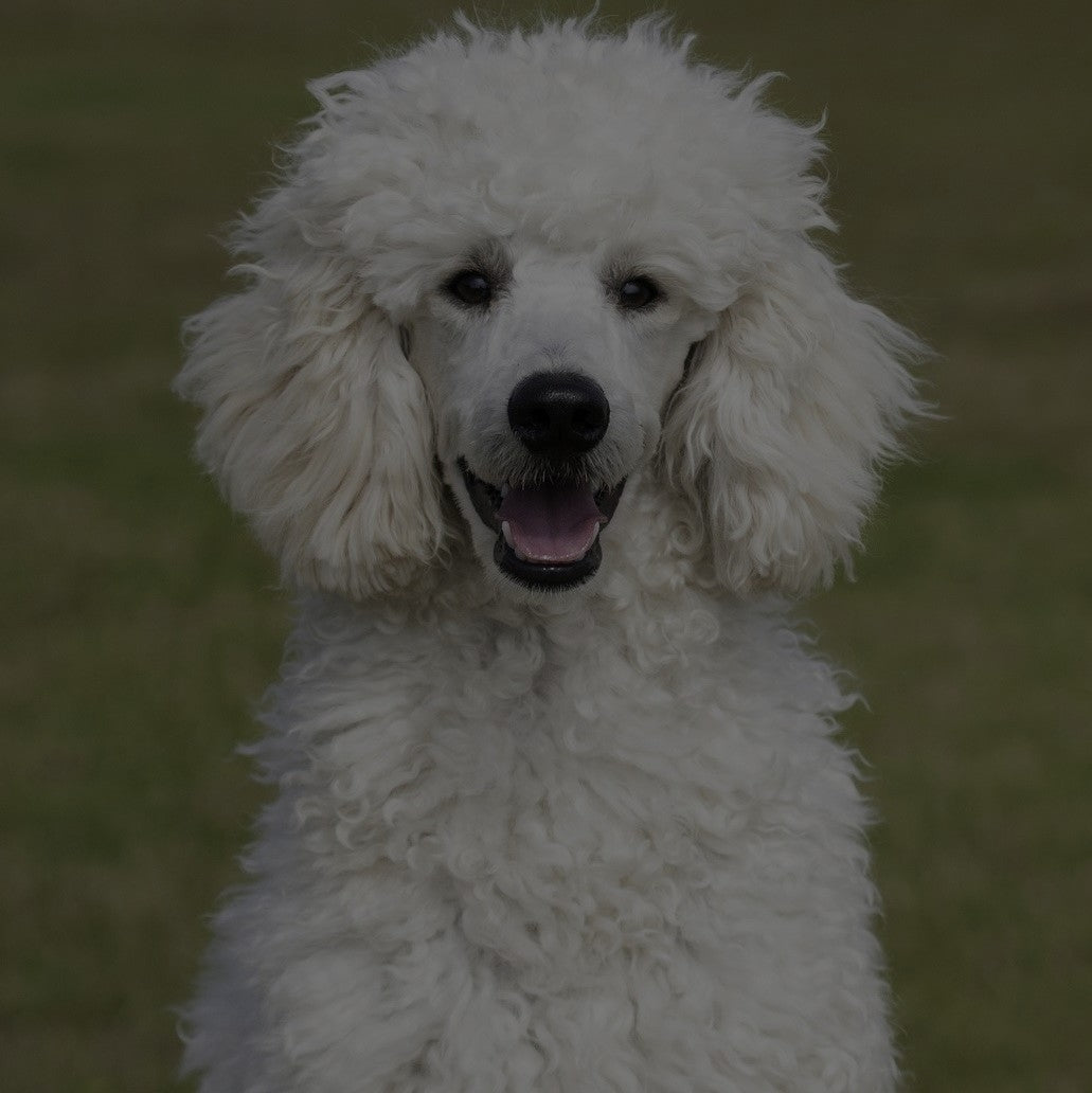 Breed: Poodle