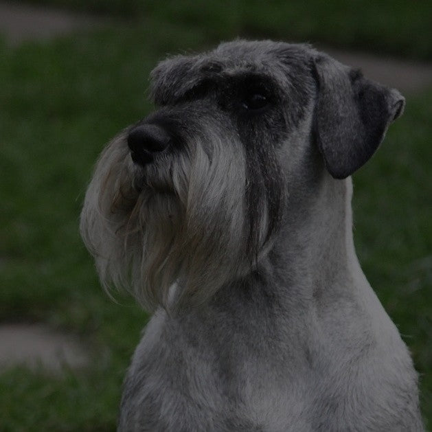 Breed: Schnauzer