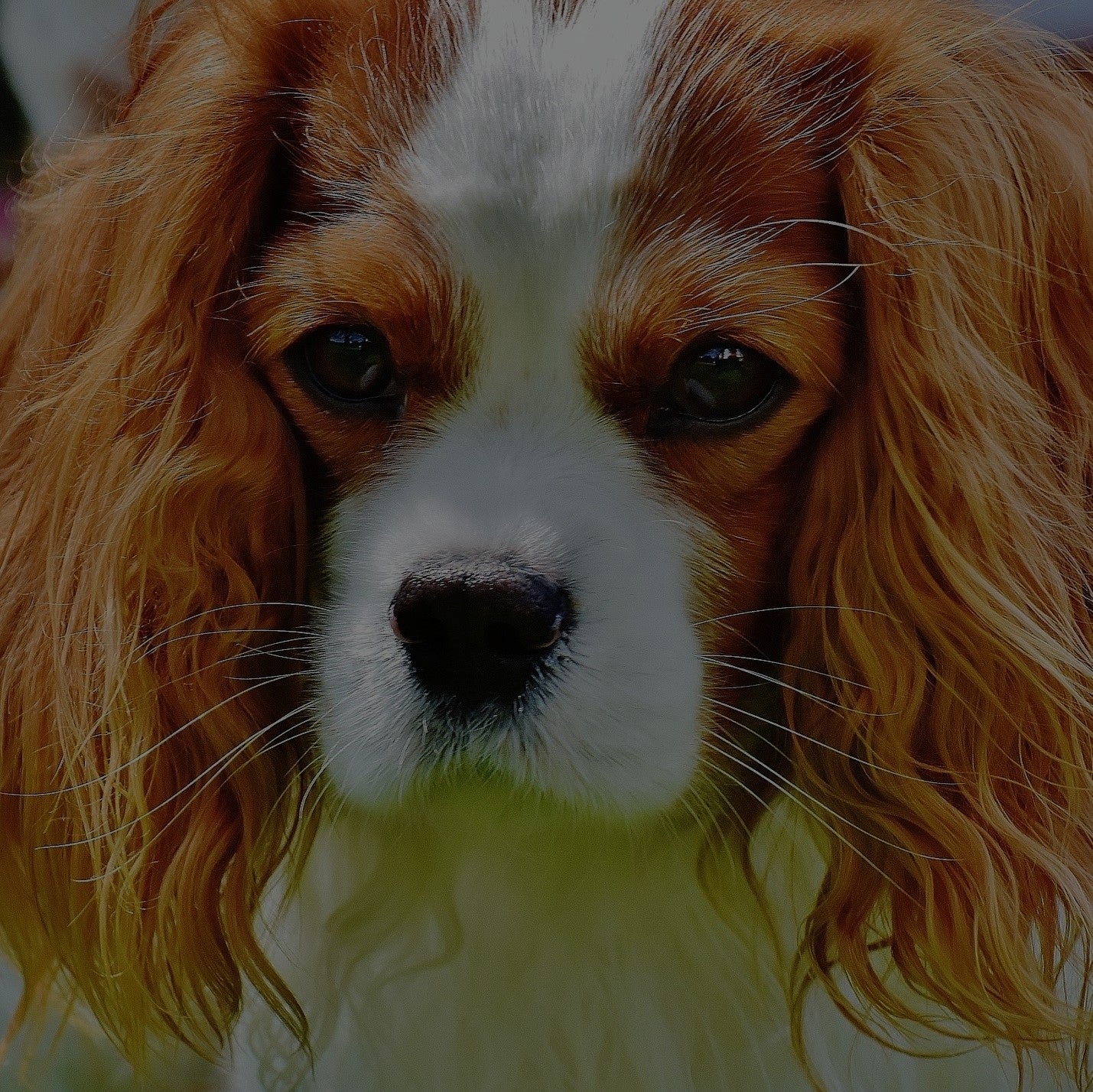 Breed: Cavalier King Charles Spaniel