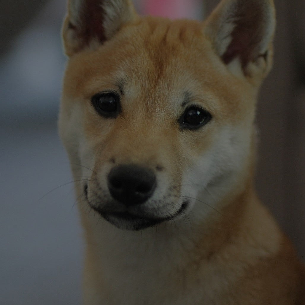 Breed: Shiba Inu