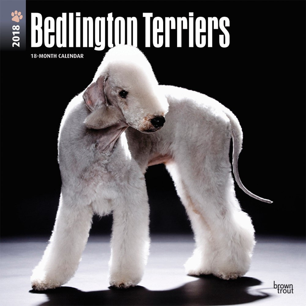 Breed: Bedlington Terrier