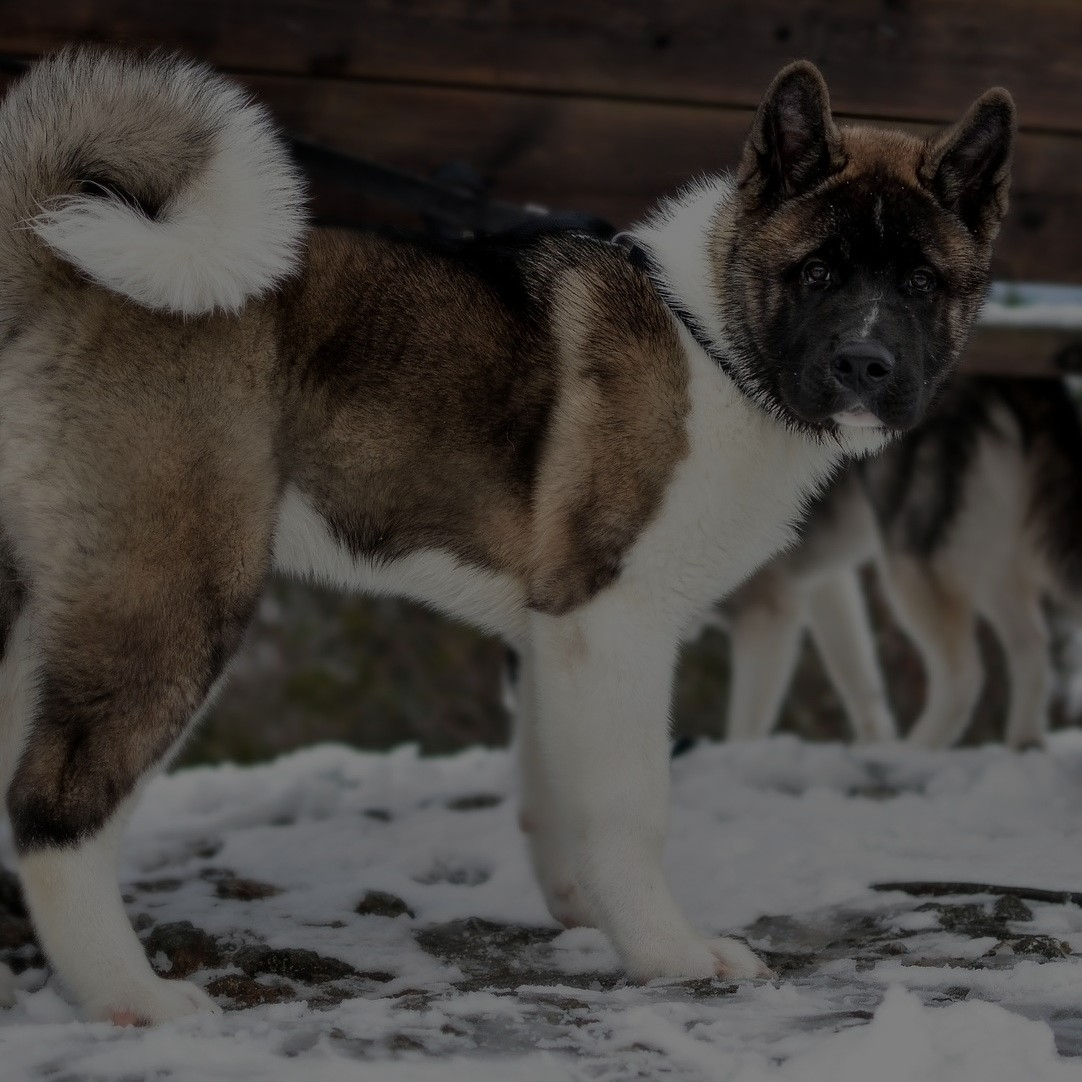 Breed: Akita