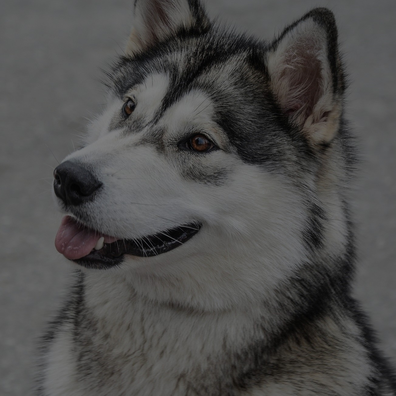 Breed: Alaskan Malamute