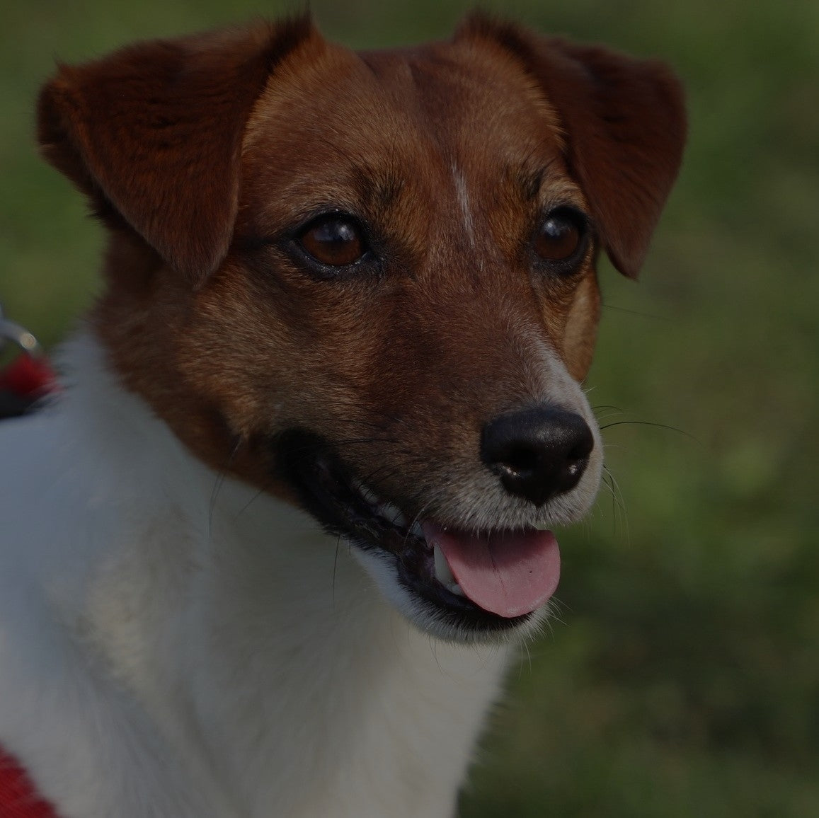 Breed: Jack Russell Terrier