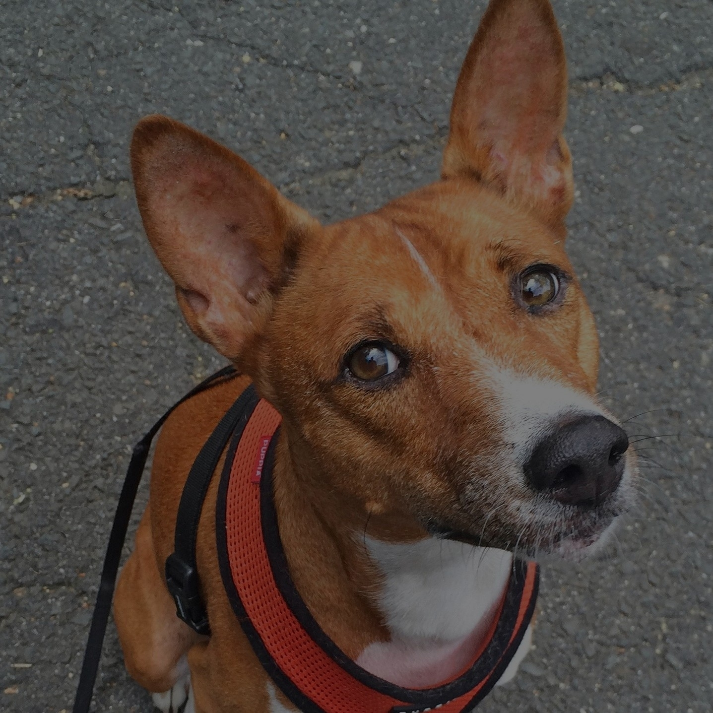 Breed: Basenji