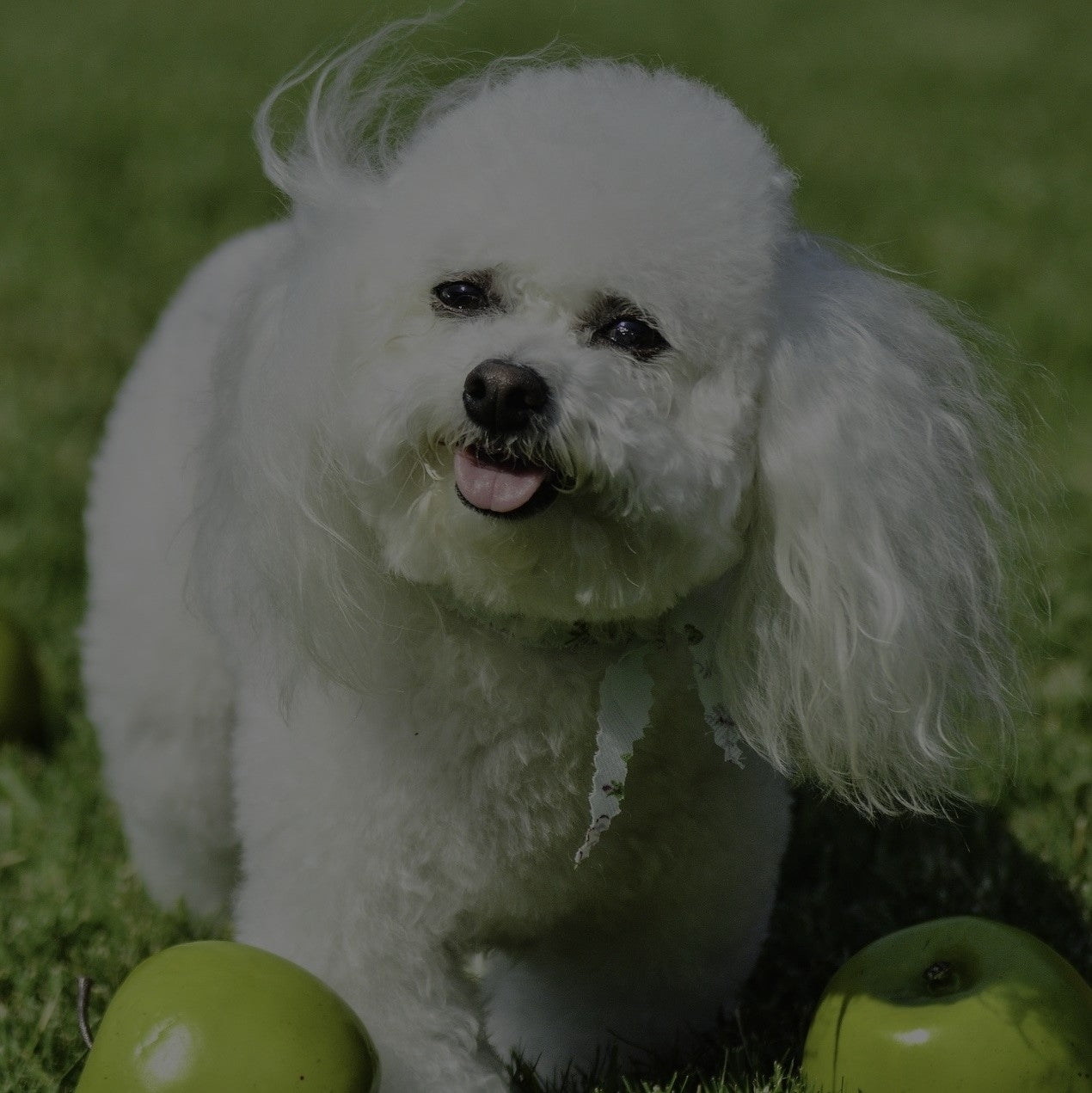 Breed: Bichon Frise