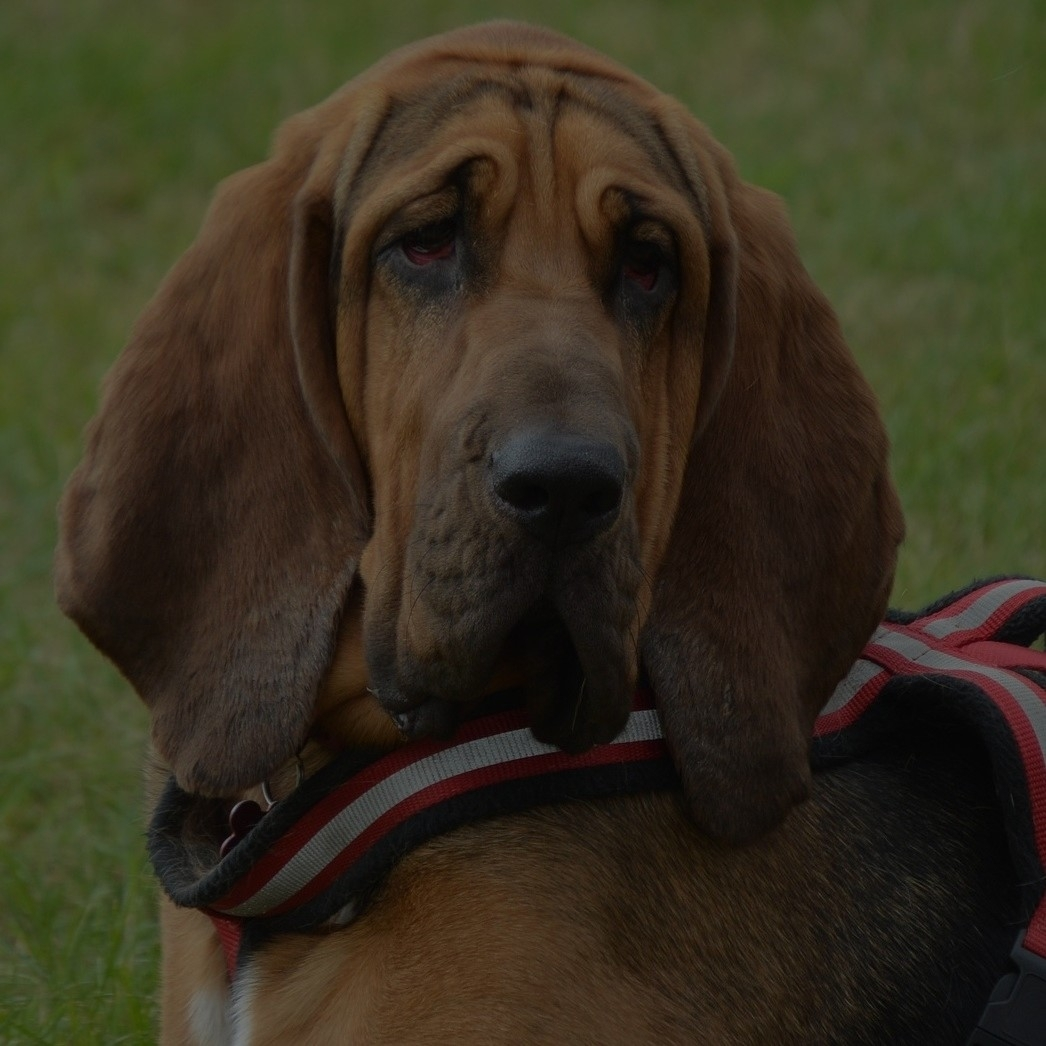 Breed: Bloodhound