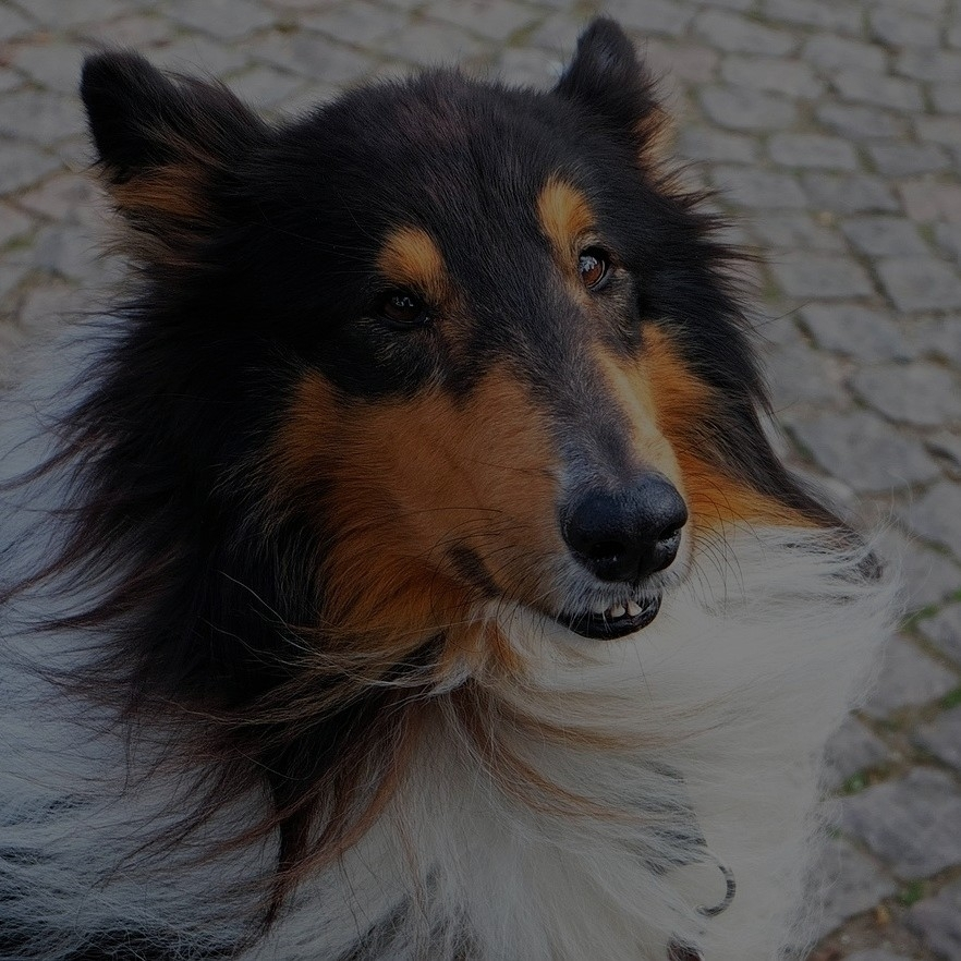 Breed: Collie