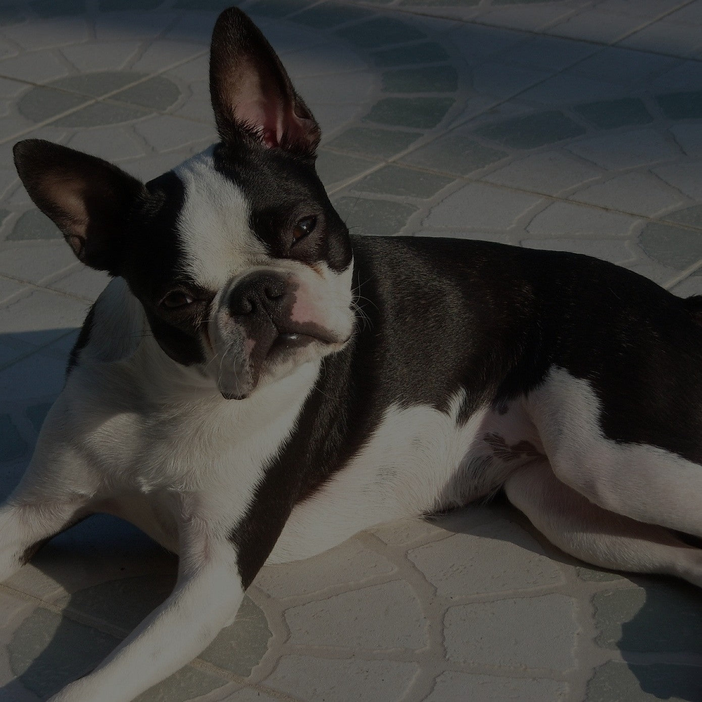 Breed: Boston Terrier