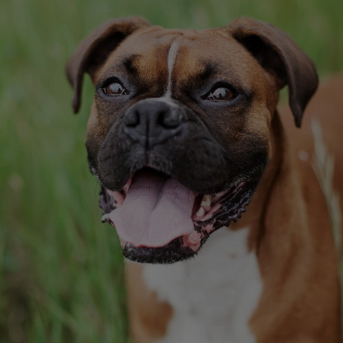 Breed: Boxer