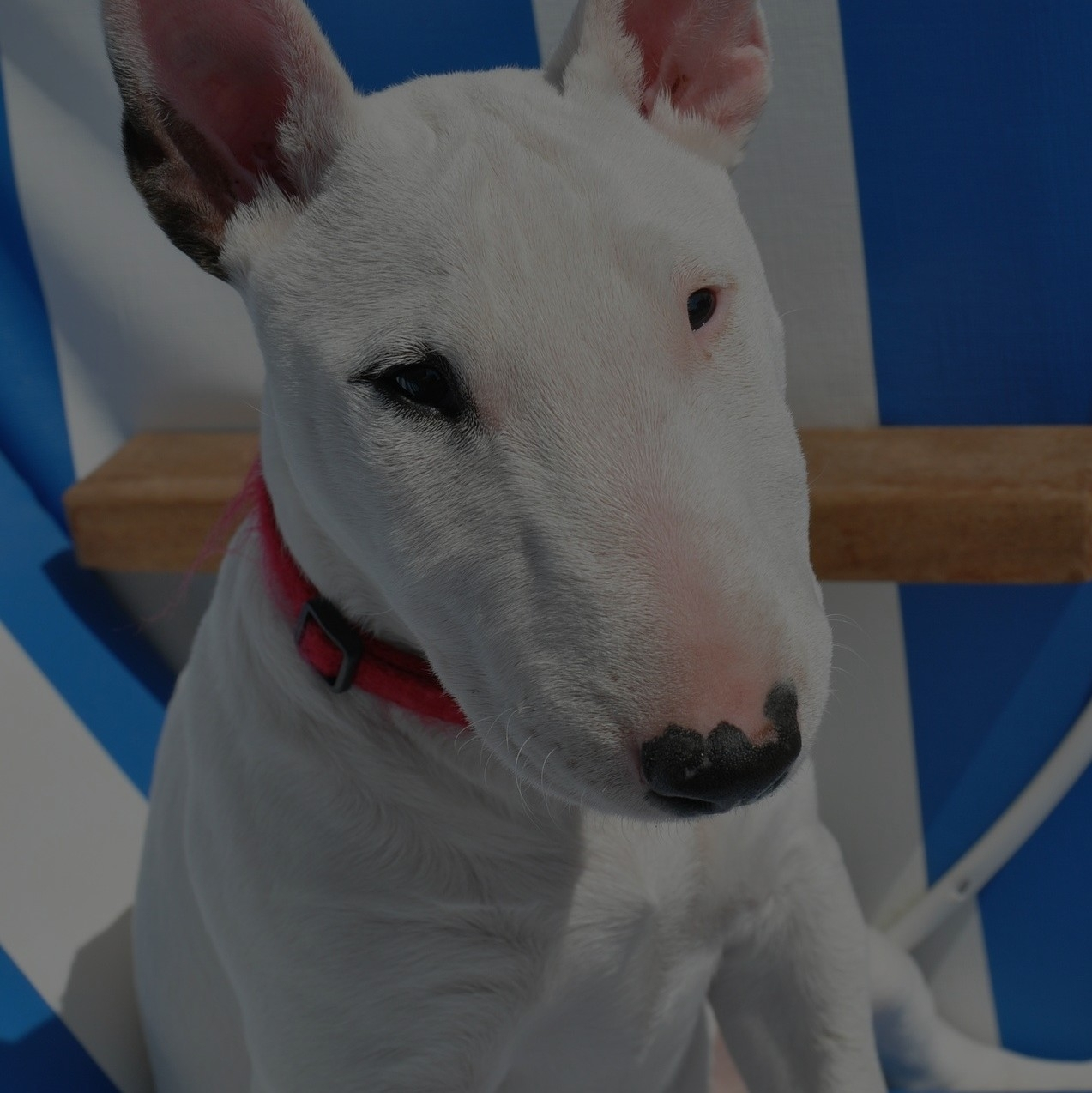 Breed: Bull Terrier