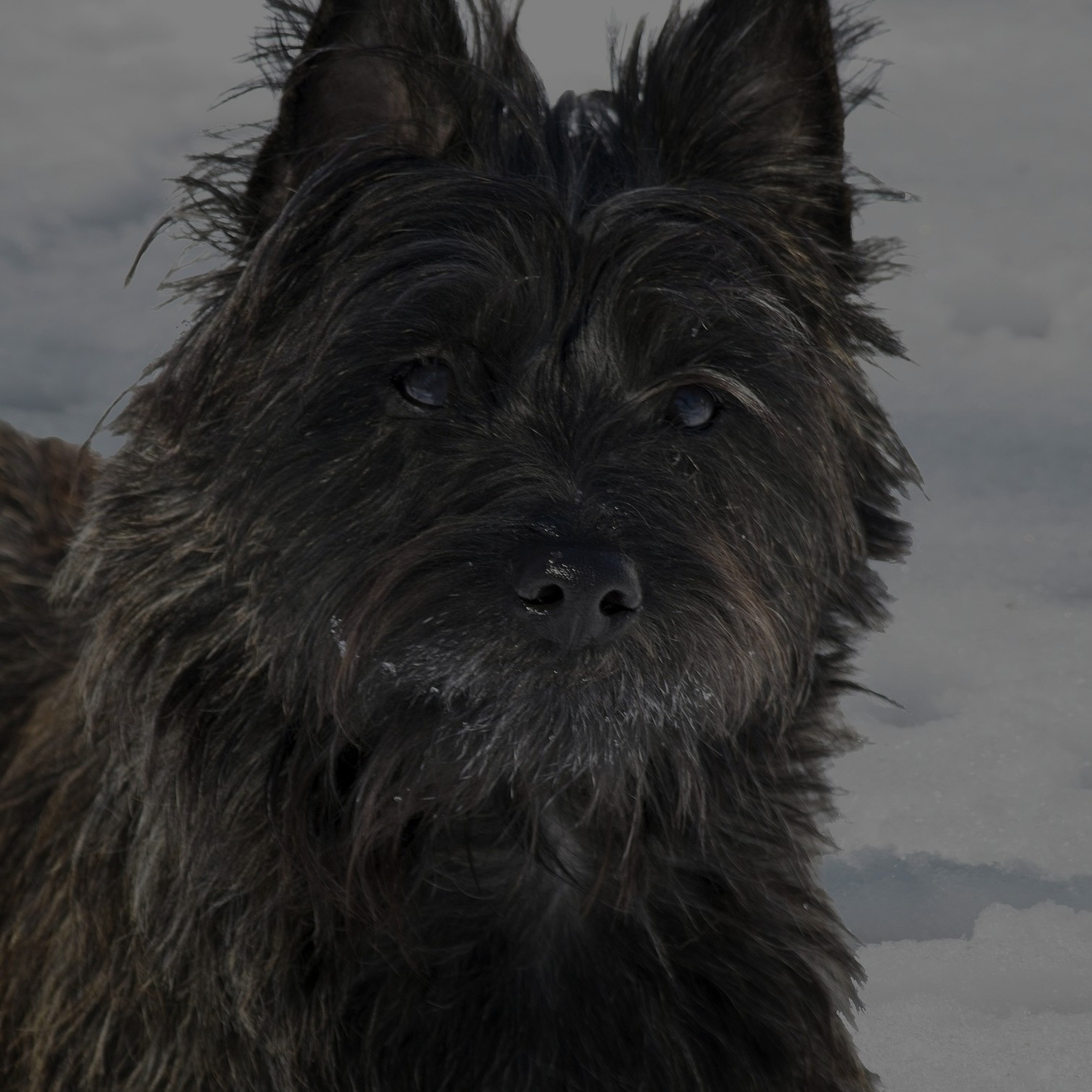 Breed: Cairn Terrier