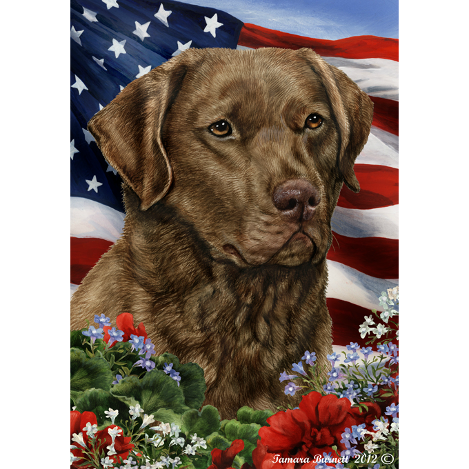 Chesapeake Bay Retriever