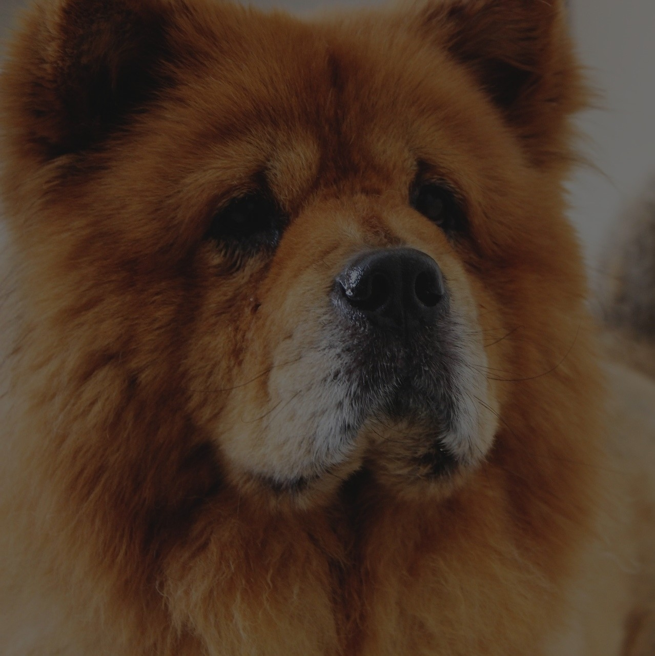 Breed: Chow Chow