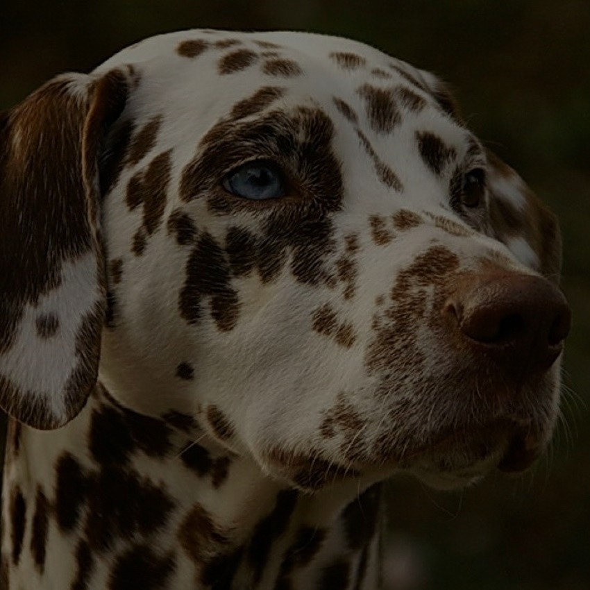 Breed: Dalmatian