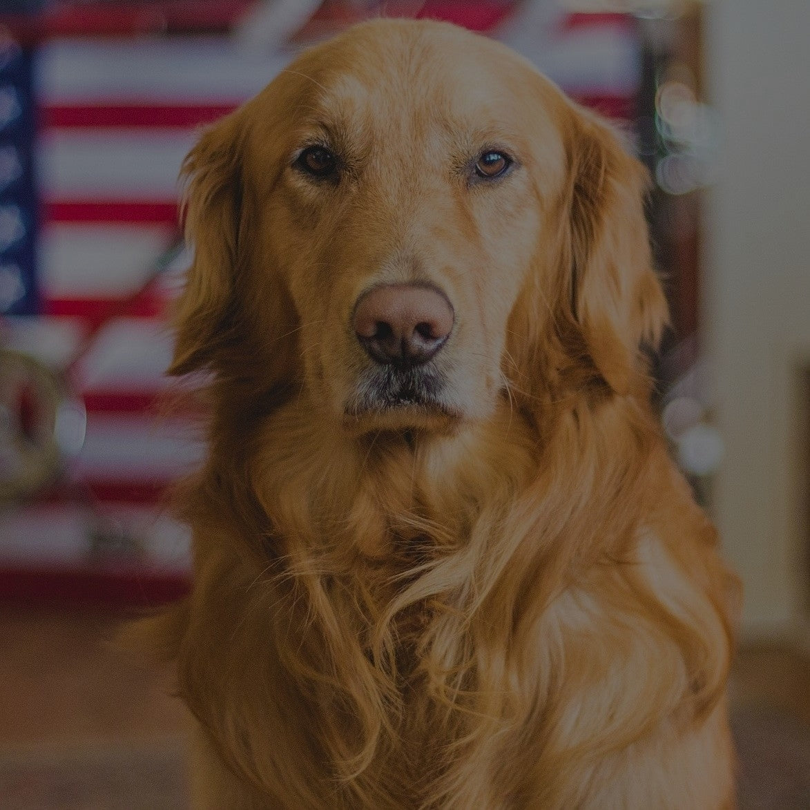 Breed: Golden Retriever