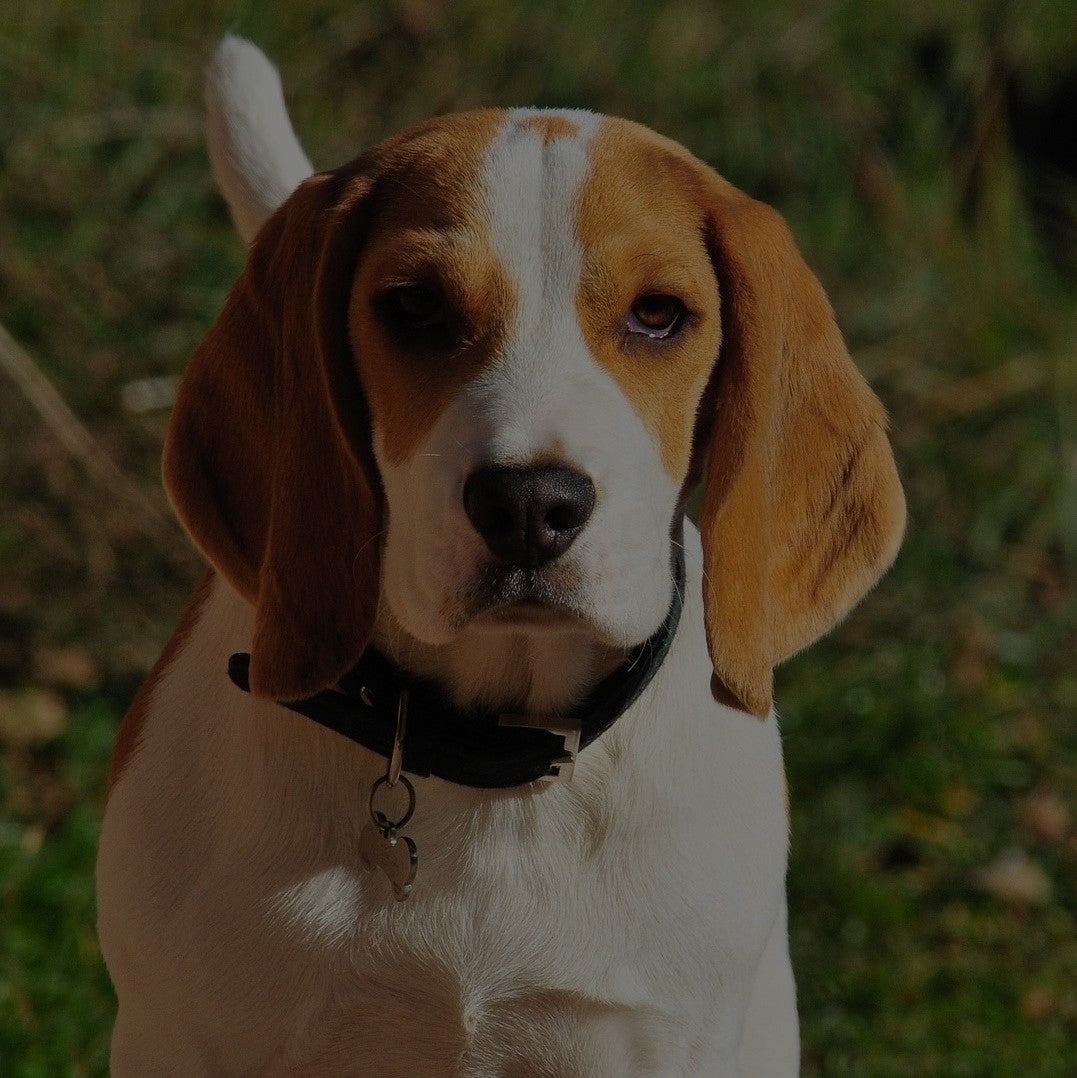 Breed: Beagle