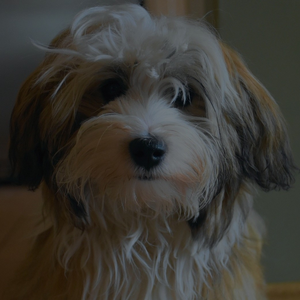 Breed: Havanese