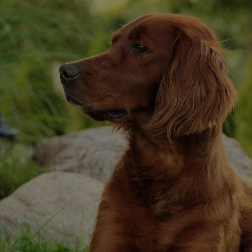 Breed: Irish Setter