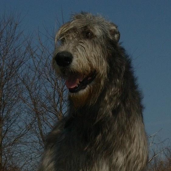 Breed: Irish Wolfhound