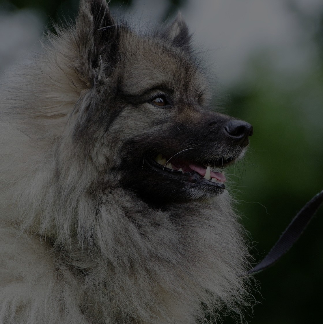 Breed: Keeshond