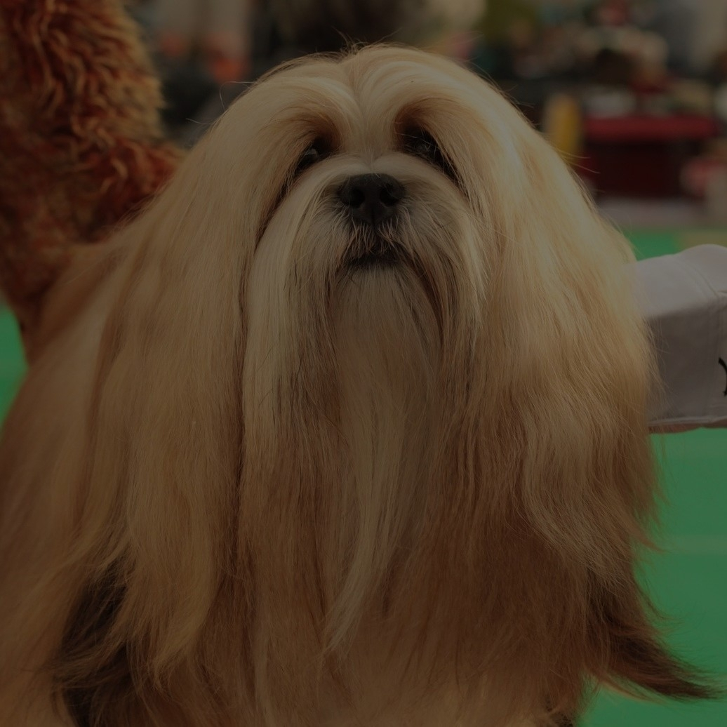 Breed: Lhasa Apso