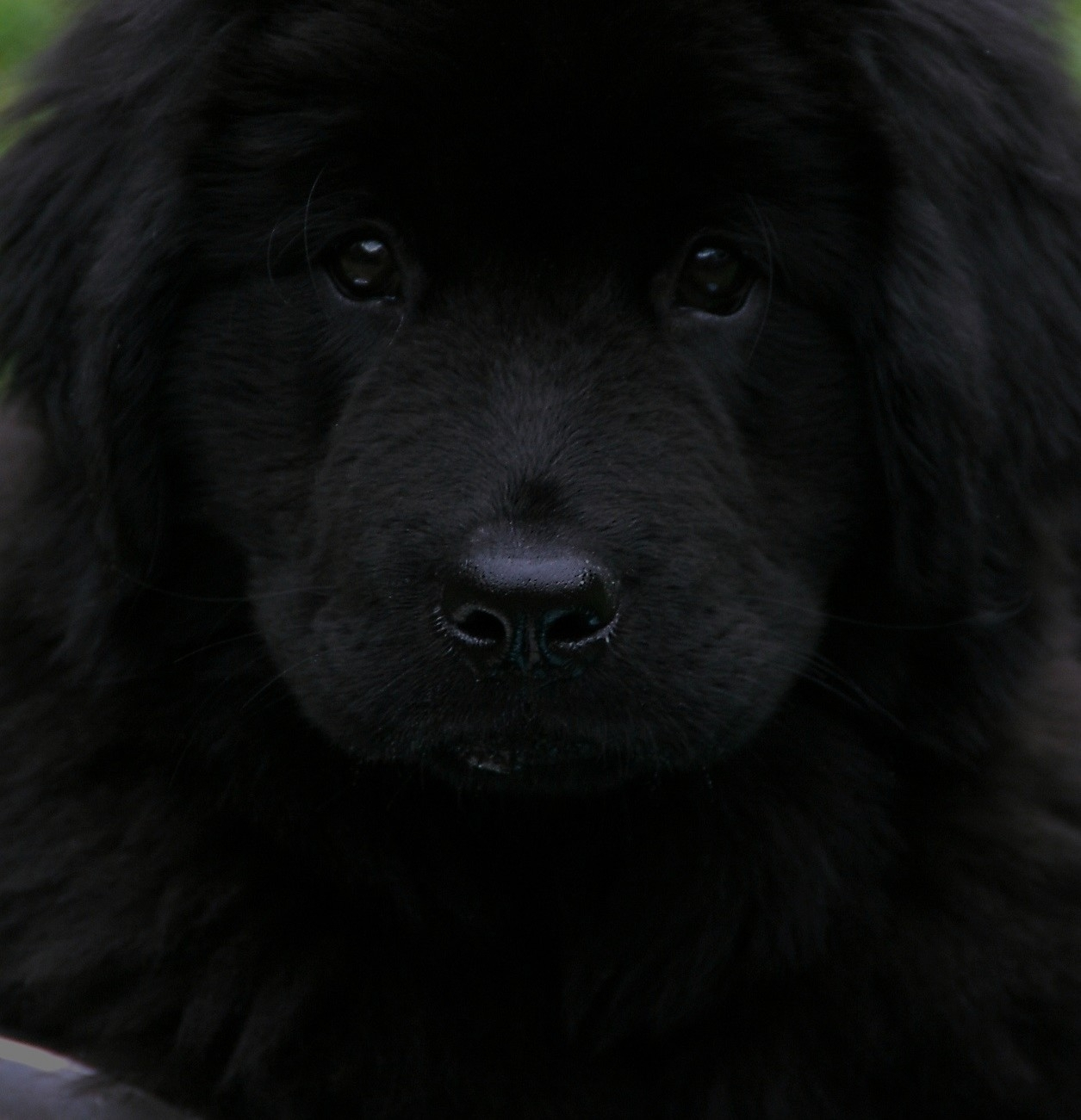 Breed: Newfoundland