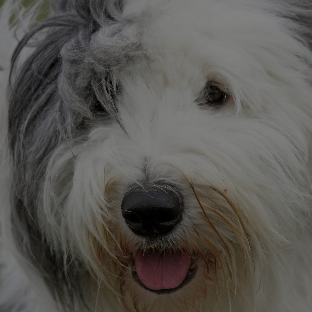 Breed: Old English Sheepdog