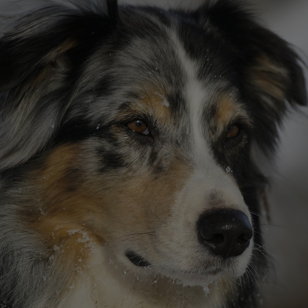 Breed: Australian Shepherd