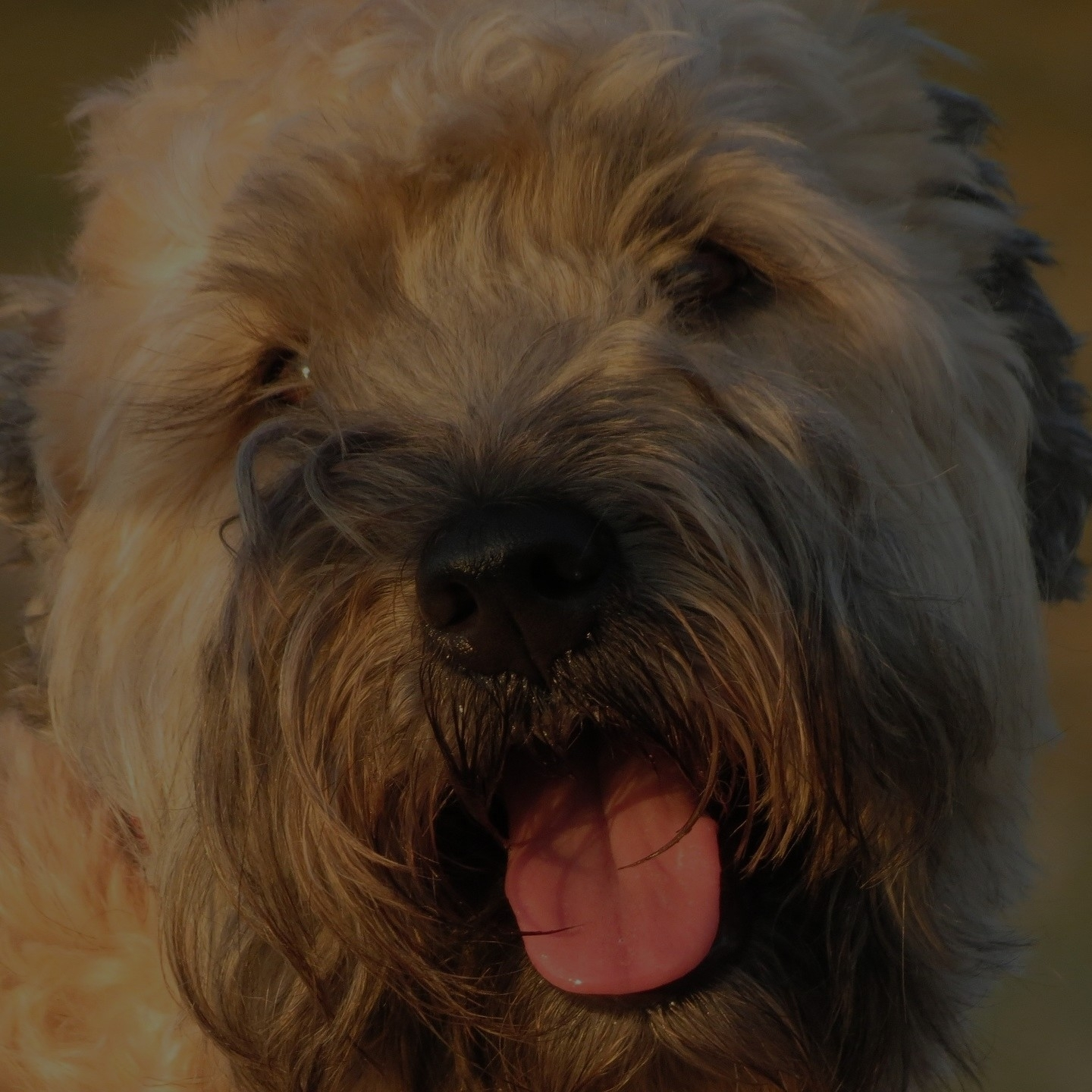 Breed: Wheaten Terrier