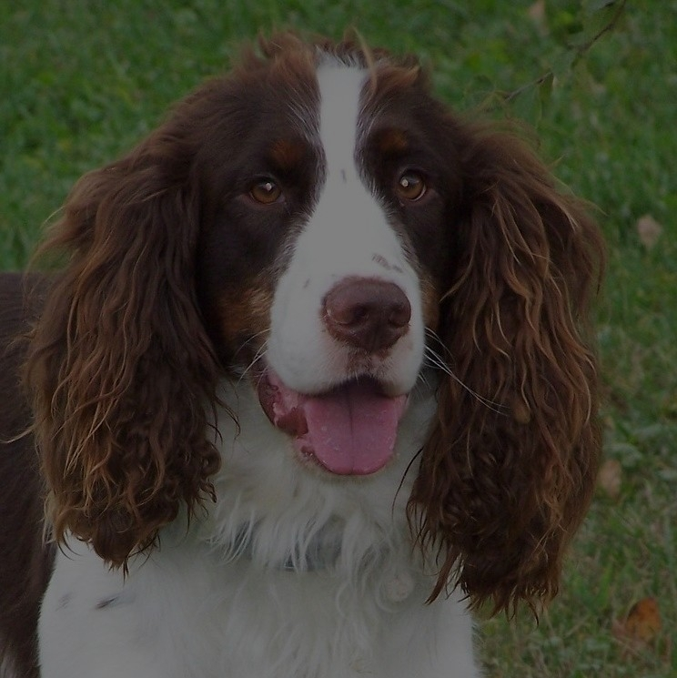 Breed: Springer Spaniel