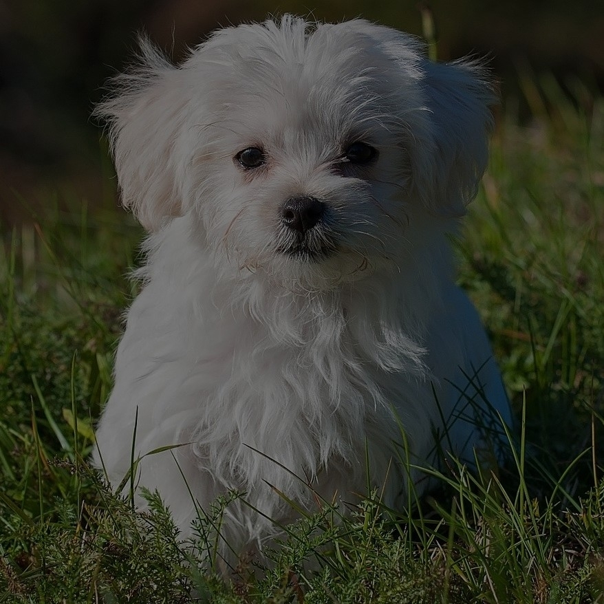 Breed: Maltese