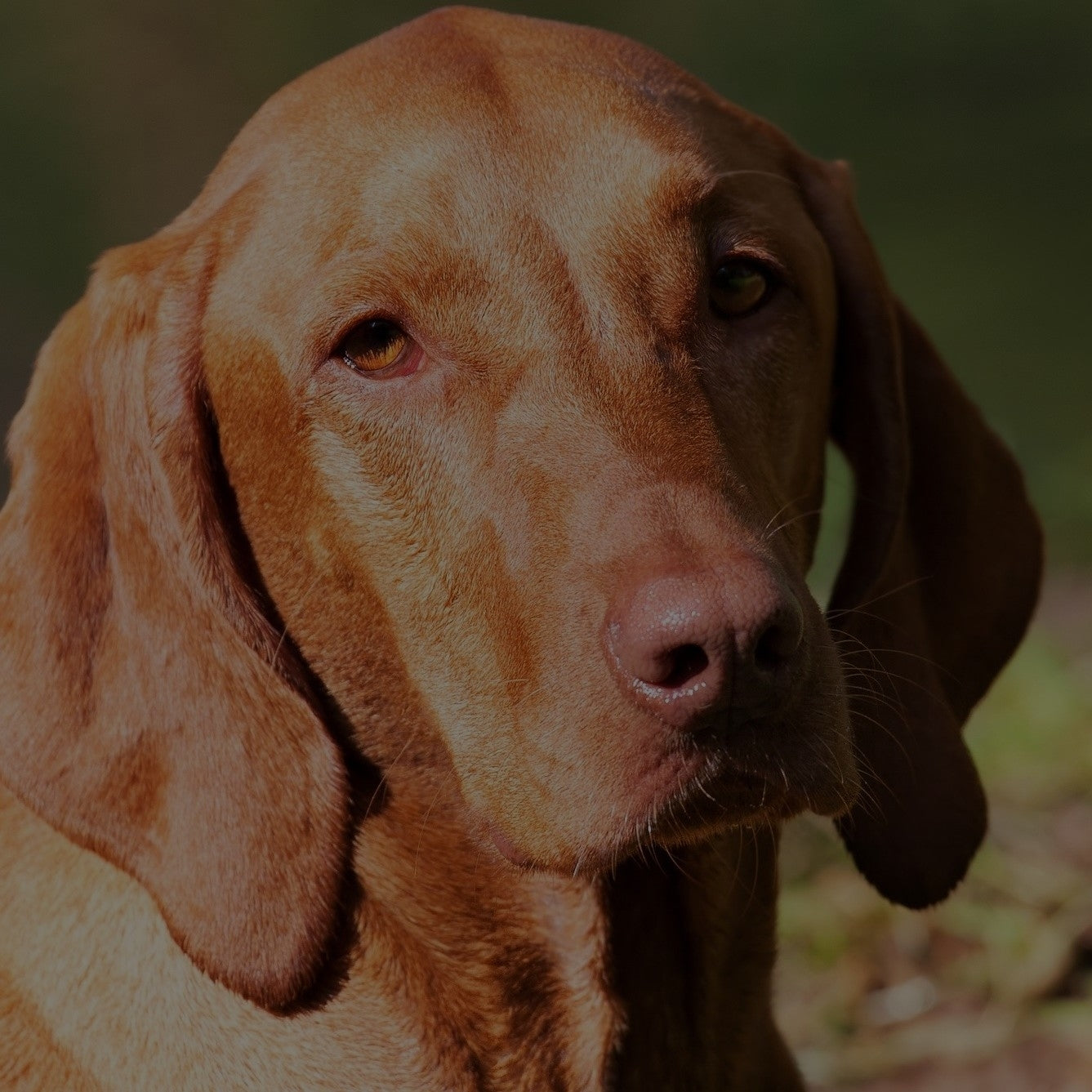 Breed: Vizsla