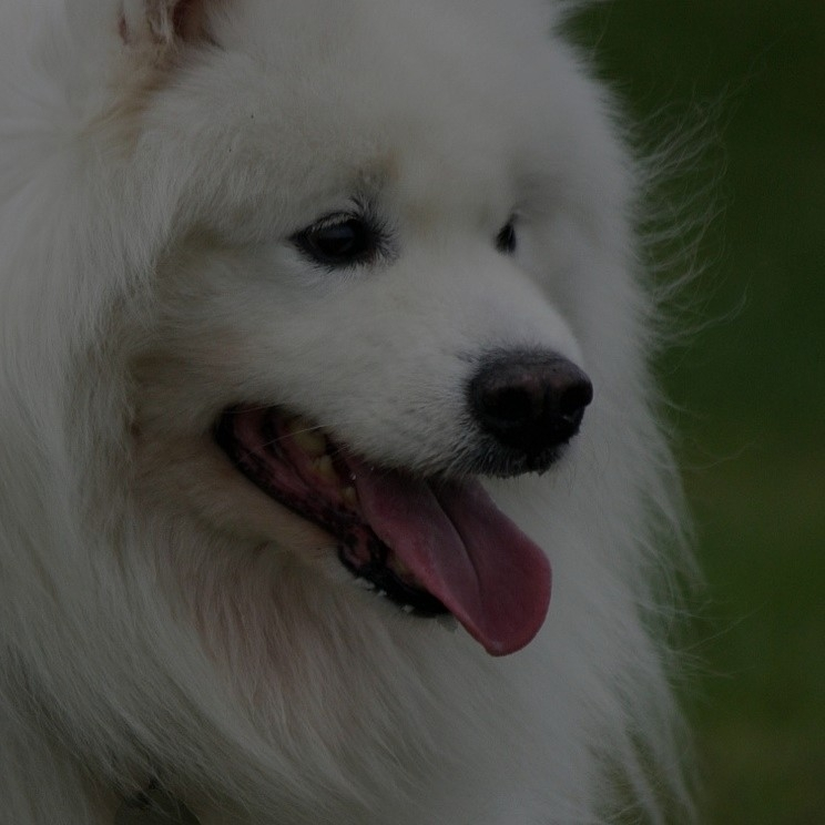 Breed: Samoyed