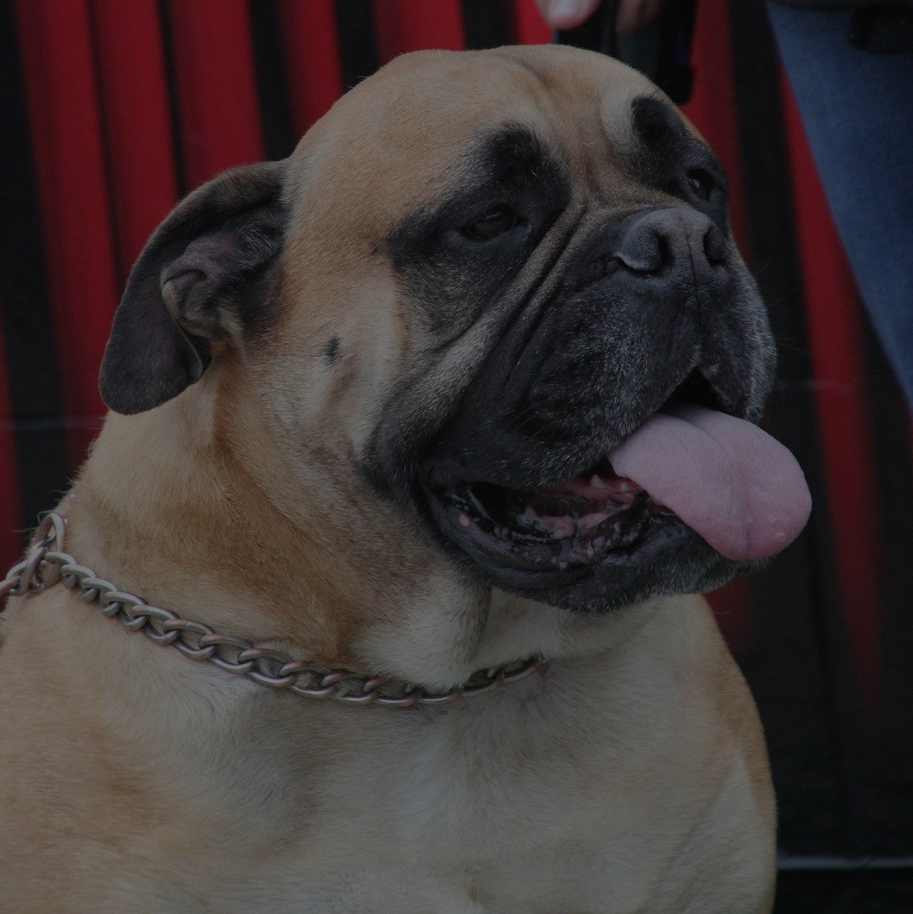 Breed: Mastiff