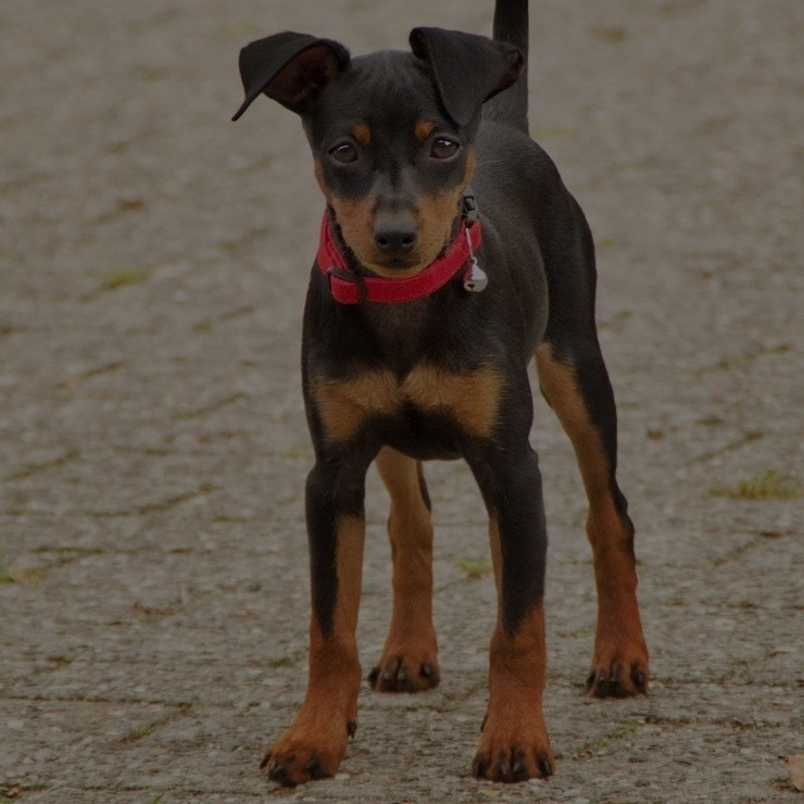 Breed: Miniature Pinscher