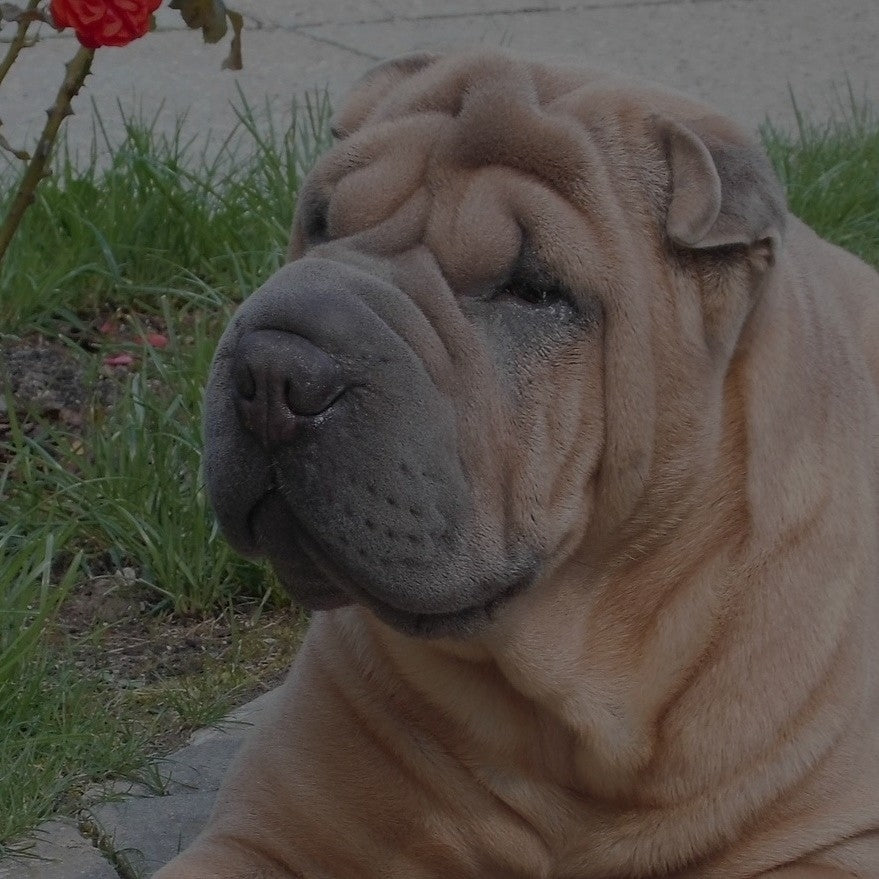 Breed: Shar Pei