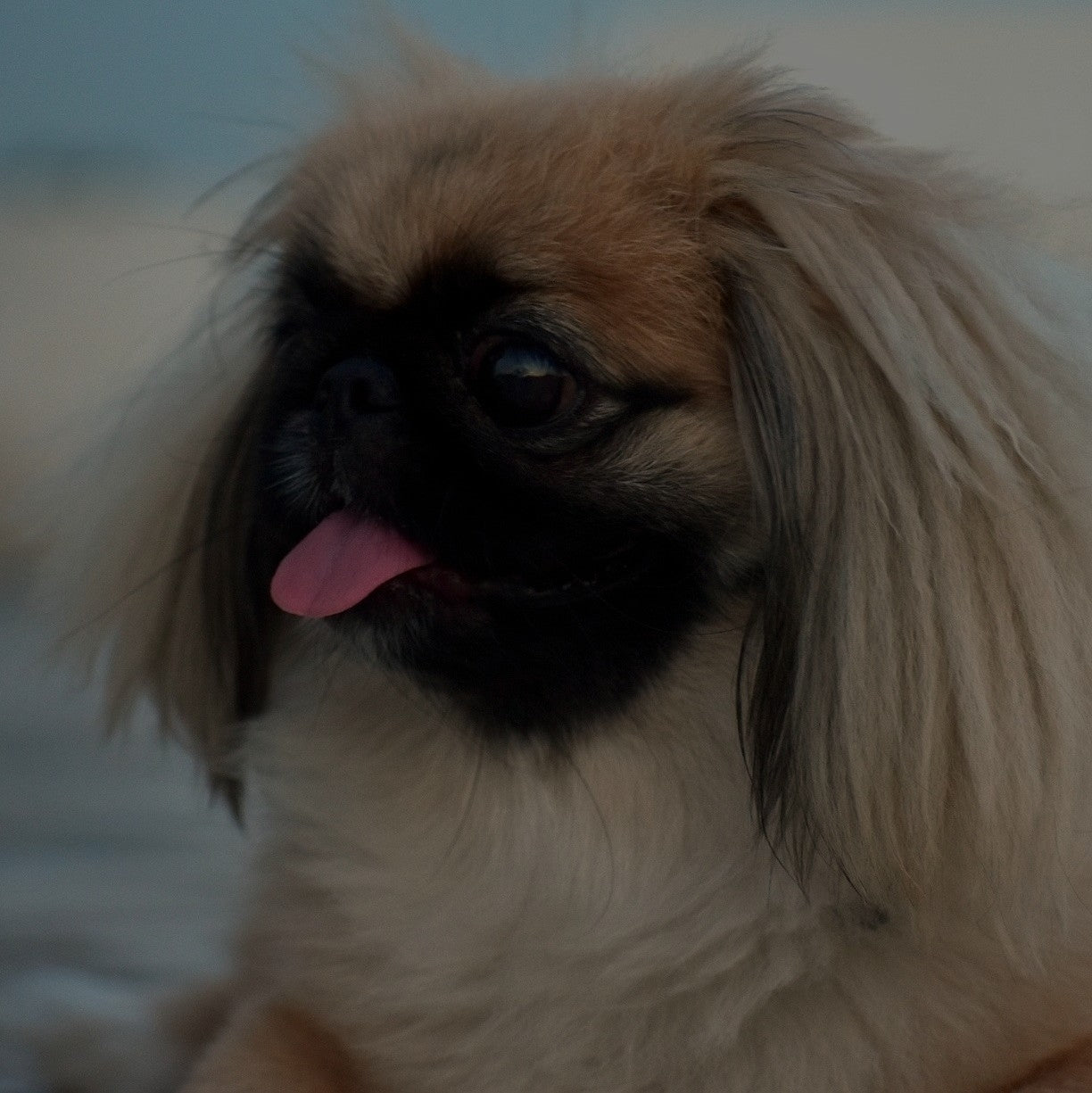 Breed: Pekingese