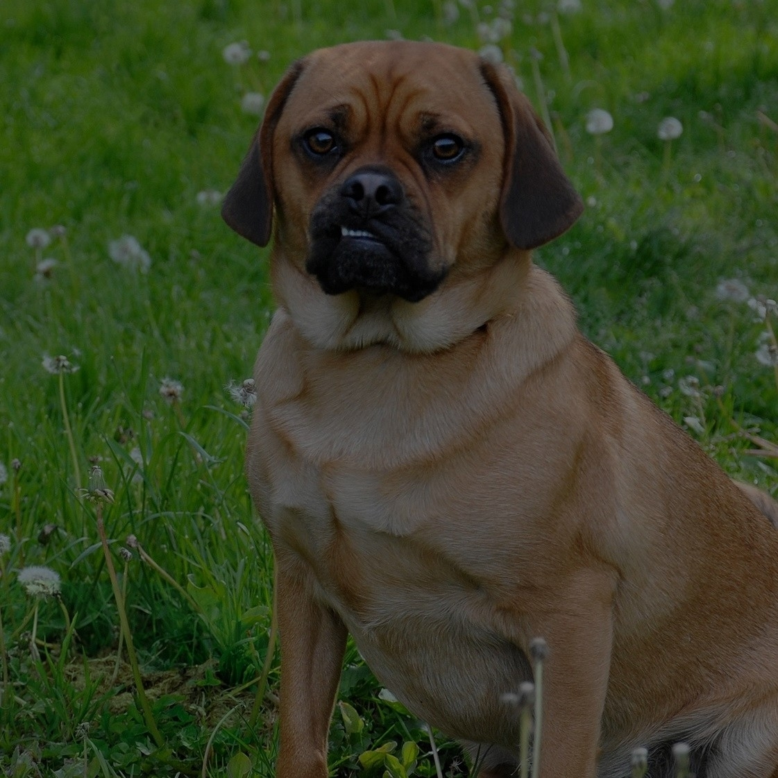 Breed: Puggle