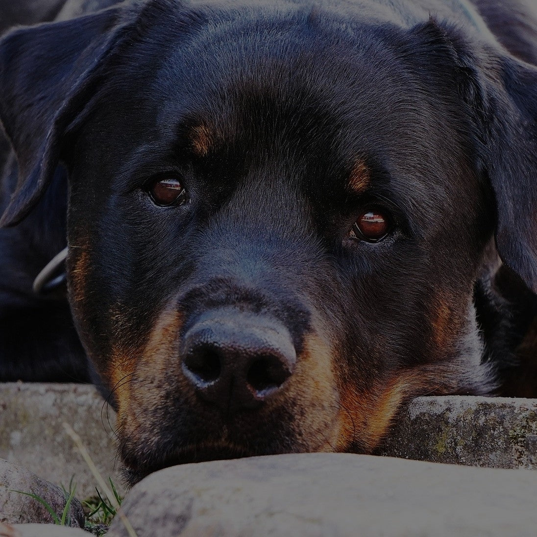 Breed: Rottweiler