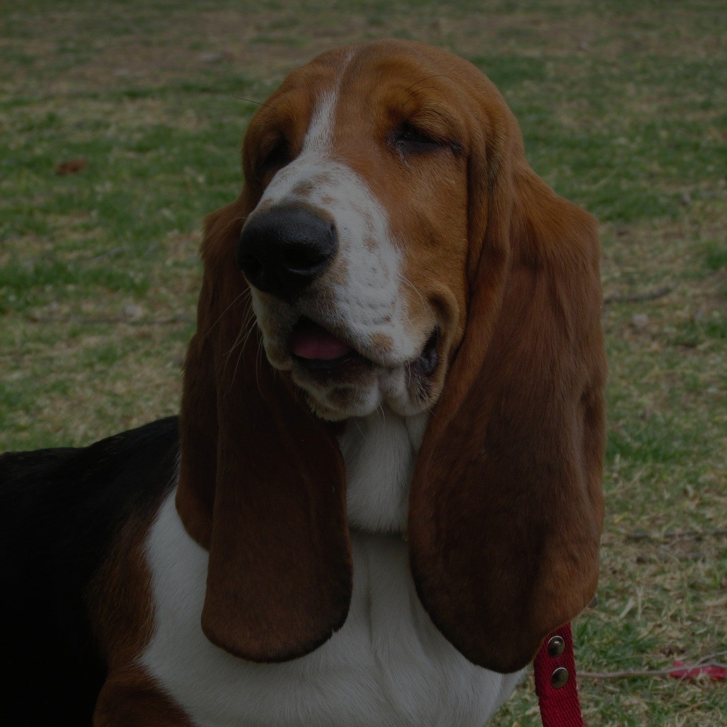 Breed: Basset Hound