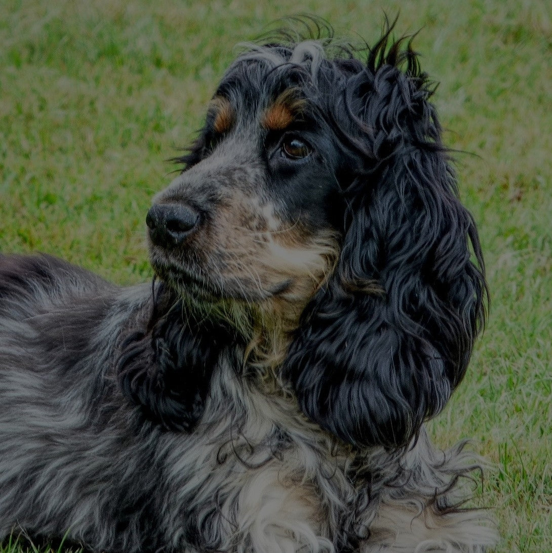 Breed: Cocker Spaniel