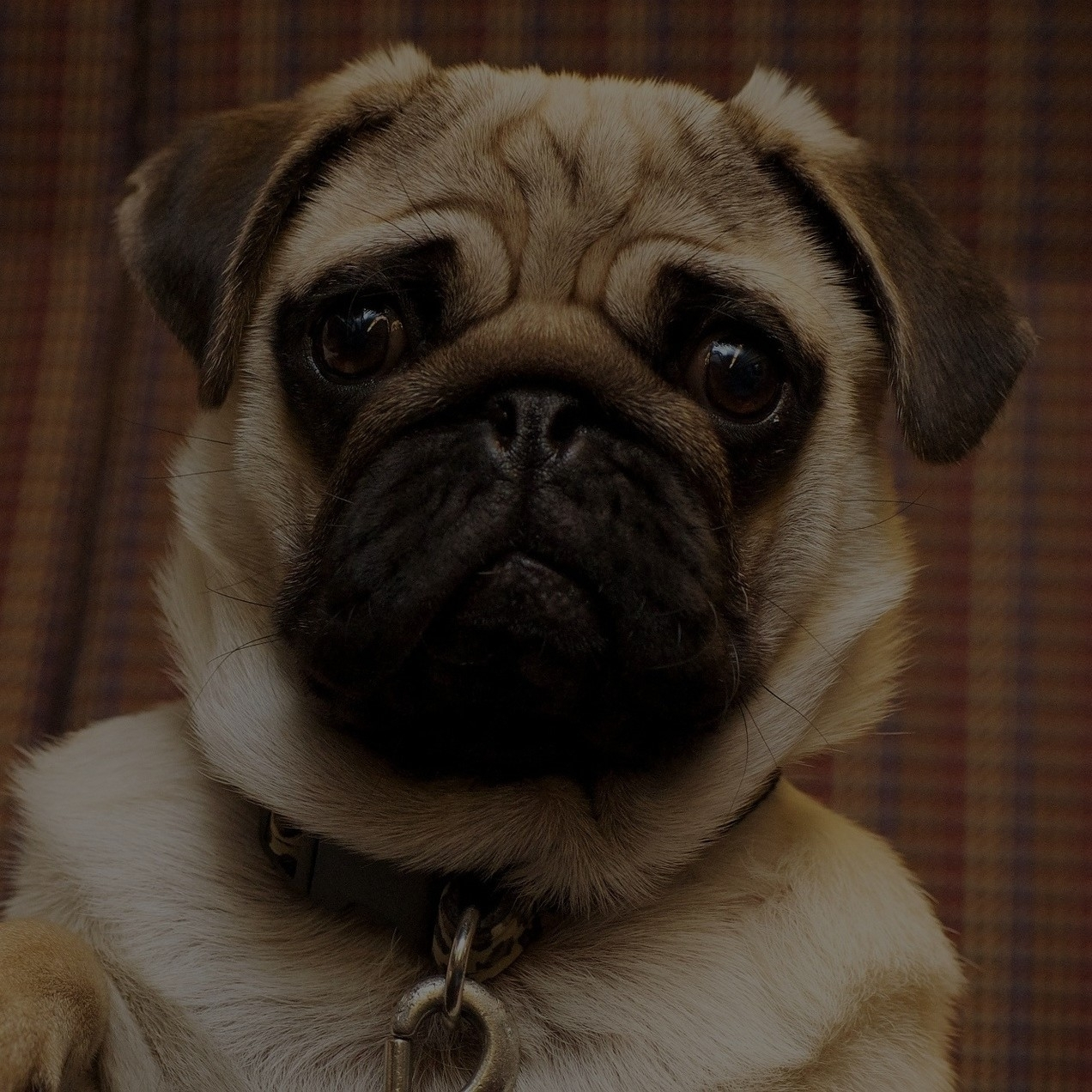 Breed: Pug