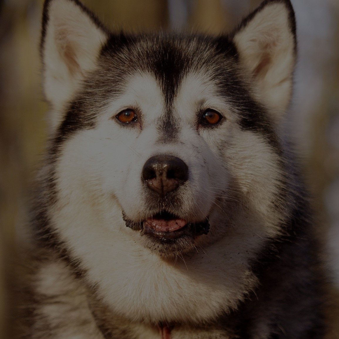 Breed: Siberian Husky