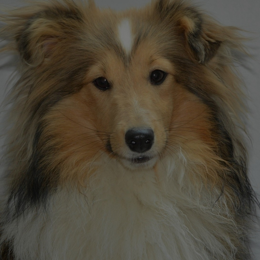 Breed: Shetland Sheepdog