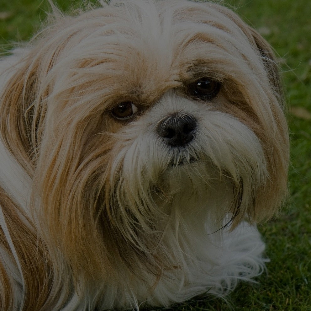 Breed: Shih Tzu