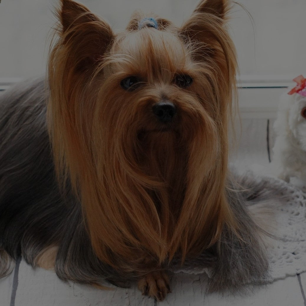 Breed: Yorkshire Terrier